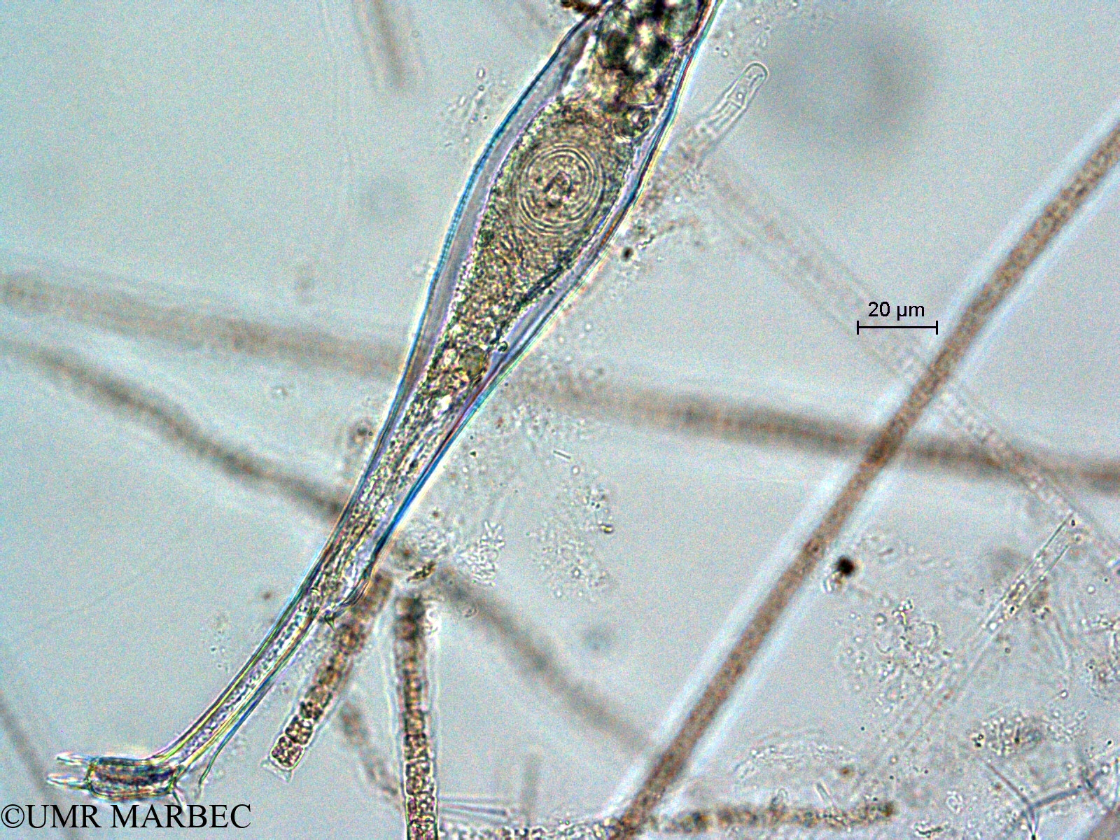 phyto/Scattered_Islands/all/COMMA April 2011/Amphisolenia sp1 (ancien Amphisolenia bidentata (9))(copy).jpg